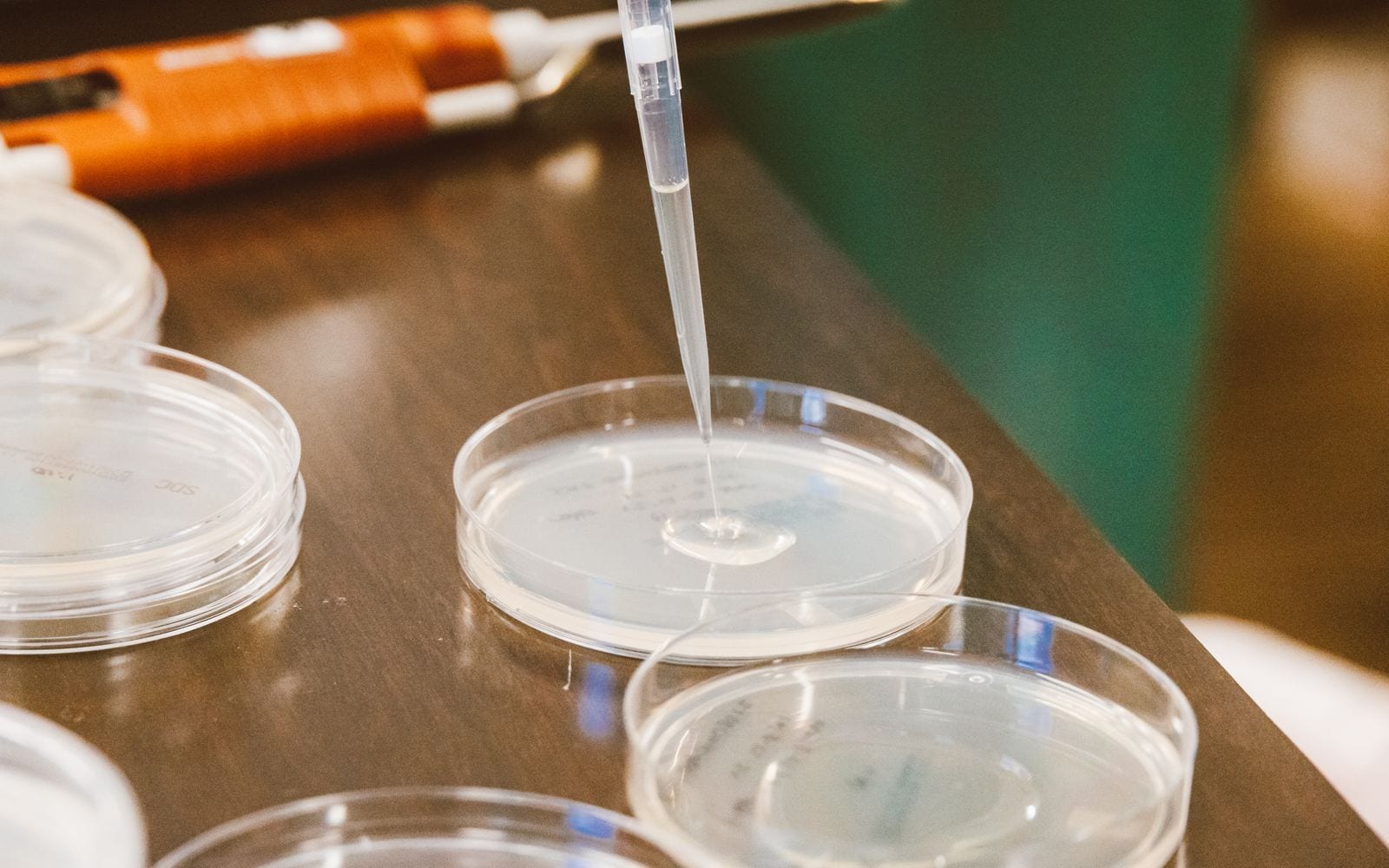 Una pipetta versa un liquido nelle piastre di Petri